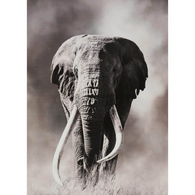 FALC Obraz tištěný na plátně Slon 50 x 70 cm