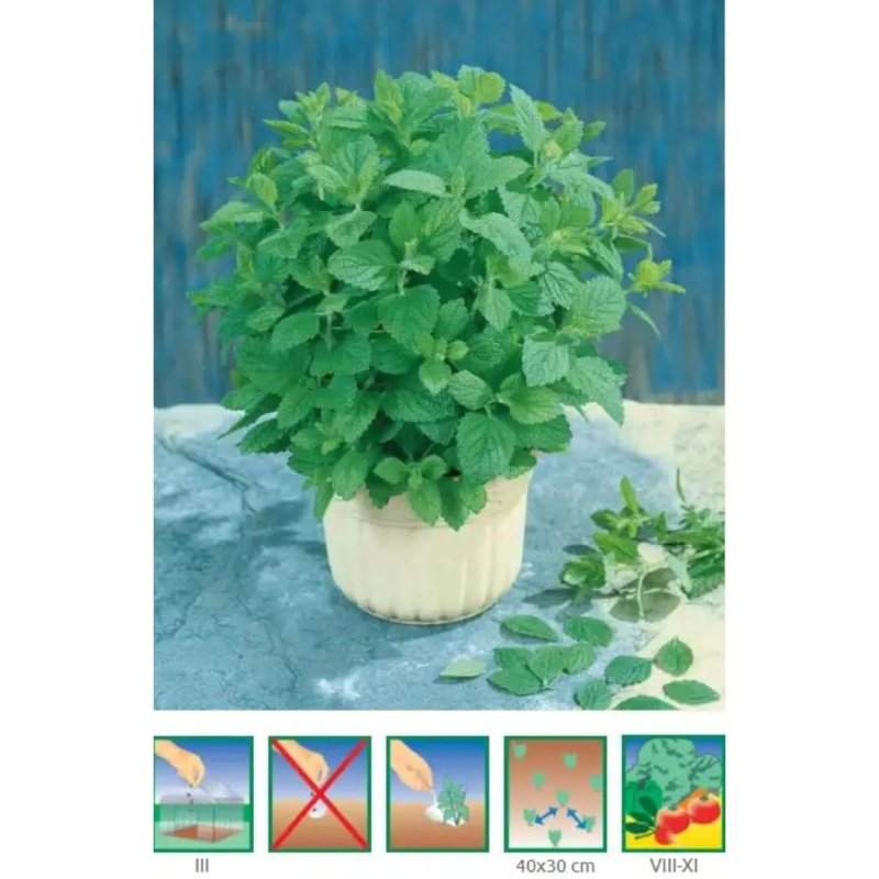 GardenSeed Premium Semínka Meduňka lékařská 0,5 g