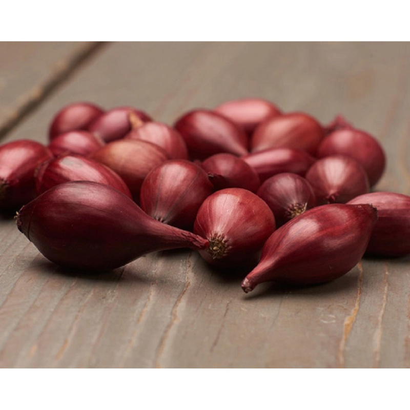 GardenSeed Premium BIO Cibule sazečka Red Baron, 300 g