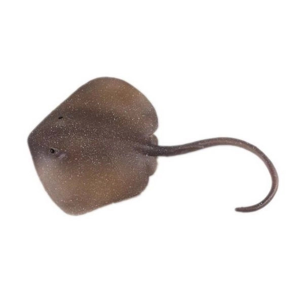 Figurka rejnok Trnucha východní