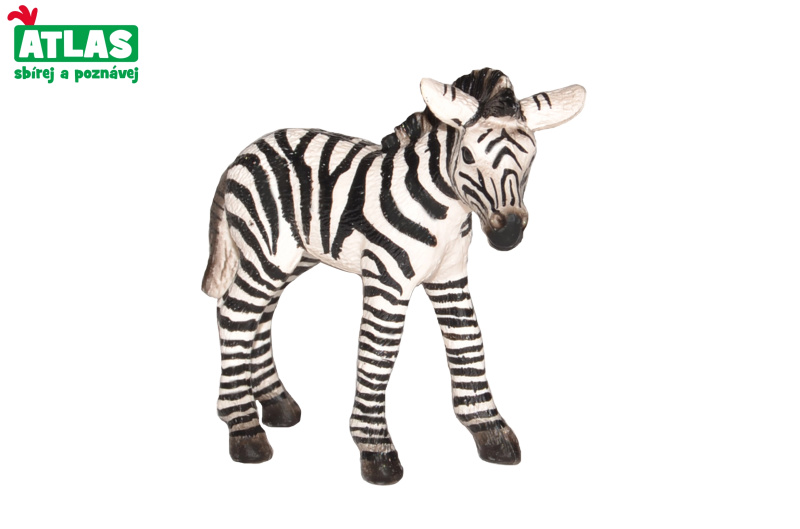 Atlas B Zebra hříbě