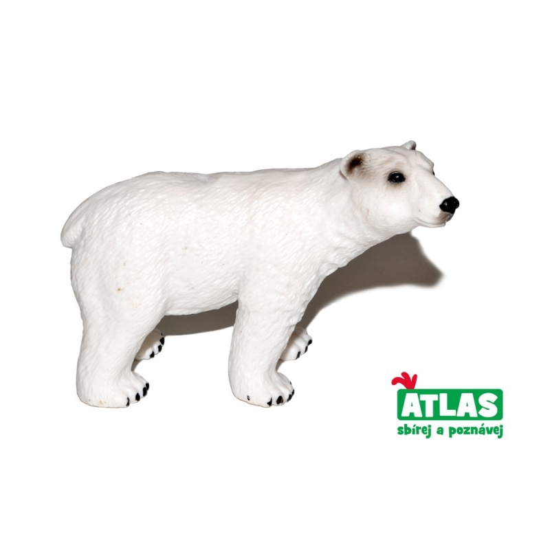 Atlas C Medvěd lední