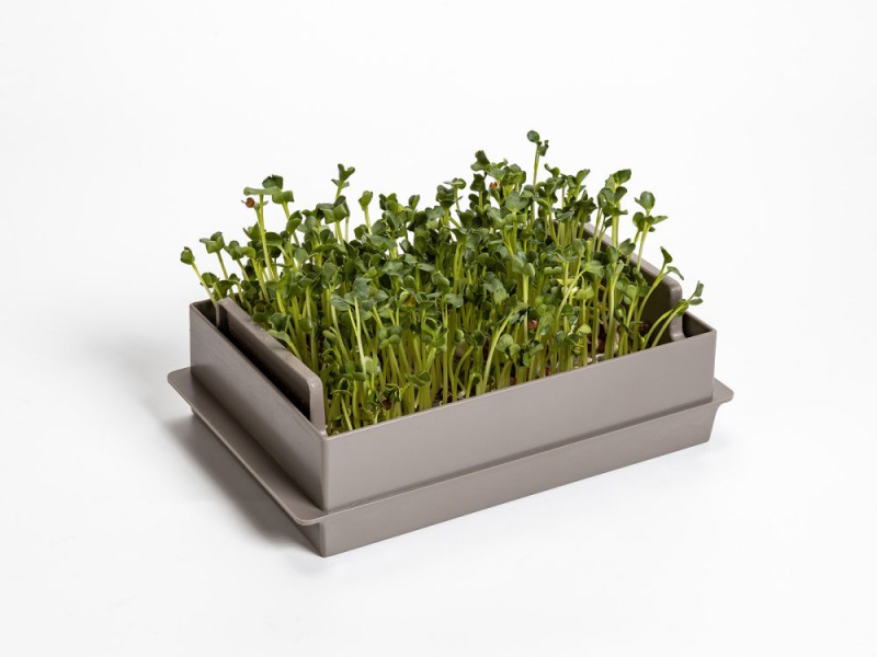 Plastia Microgreens Economy, taupe, 21x13,1cm