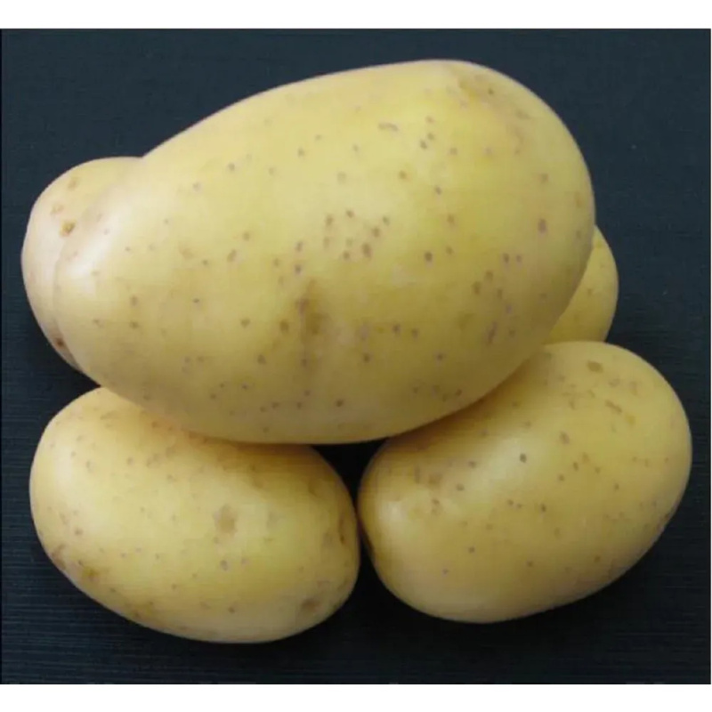 Brambory PRINCESS sadbové žluté rané 5 kg