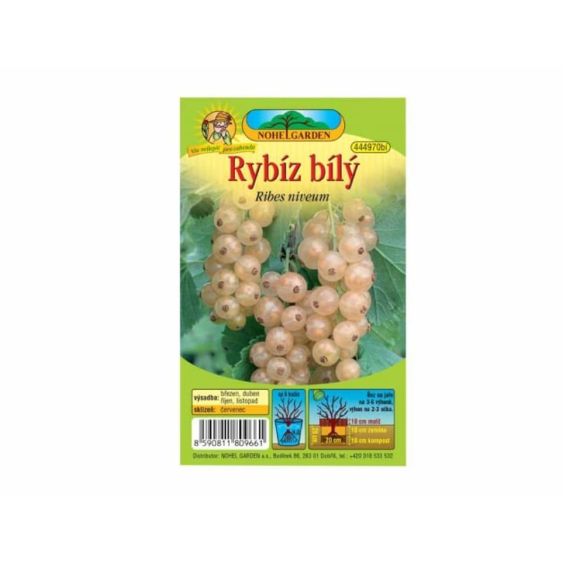 Nohel Garden Rybíz bílý, sazenice