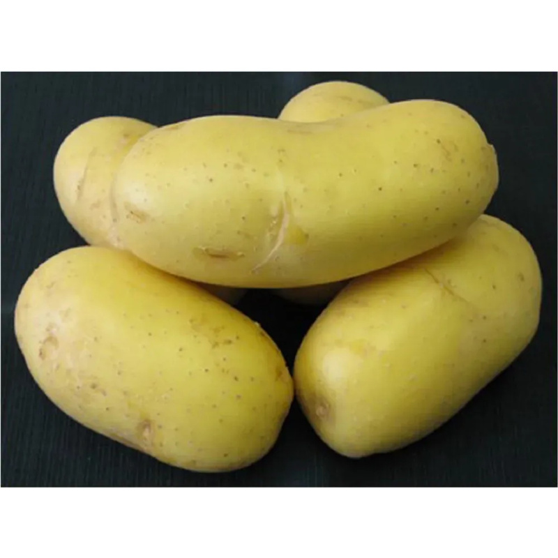 Brambory SUNSHINE C2 sadbové žluté velmi rané 5 kg