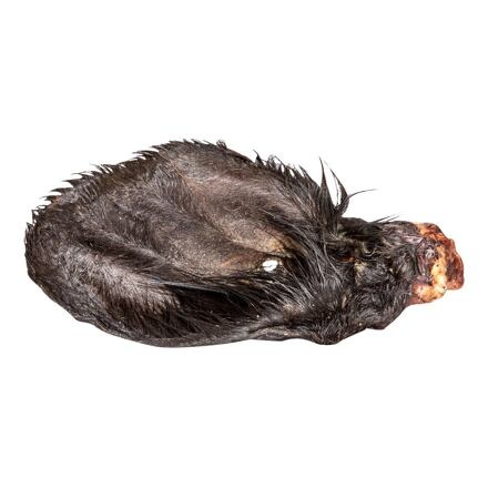 Ucho hovězí, sušené se srstí 1 ks