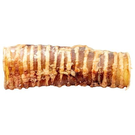 Průdušnice, trachea 13 cm 10 ks