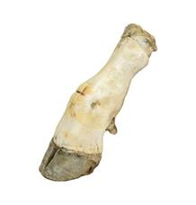 Hovězí noha bílá 1 ks