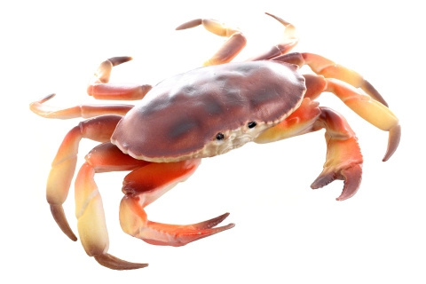 Plastový model kraba 17 cm