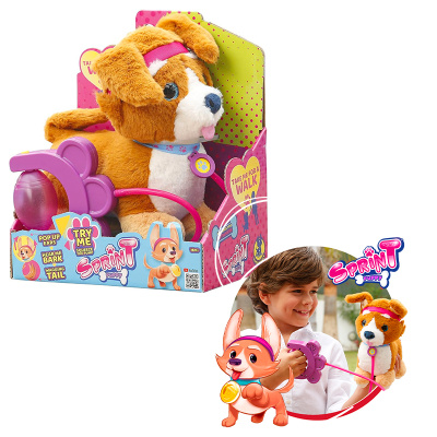 Sprint štěně Corgi