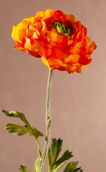 New Ranunkulus (Pryskyřník) 51 cm oranžový F409-O