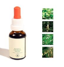 Bachovy kapky - Ochota učit se 25 ml