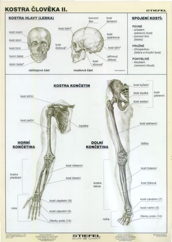 Kostra člověka II - tabulka A4