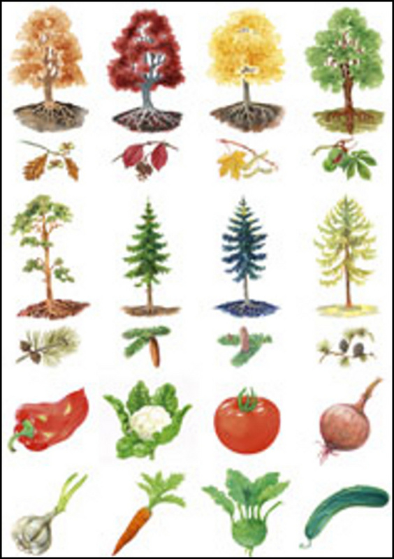 Vystřihovací příloha k učebnice prvouky (1. roč. ZŠ) Didaktis