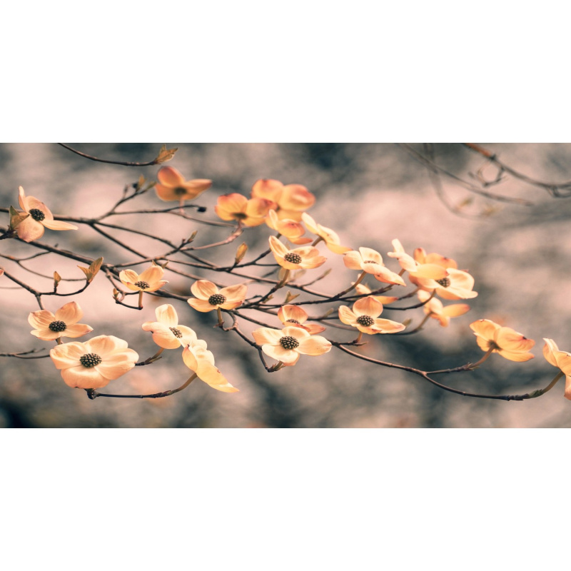 Bondecor Obraz, tištěné plátno Flora 50 x 100 cm