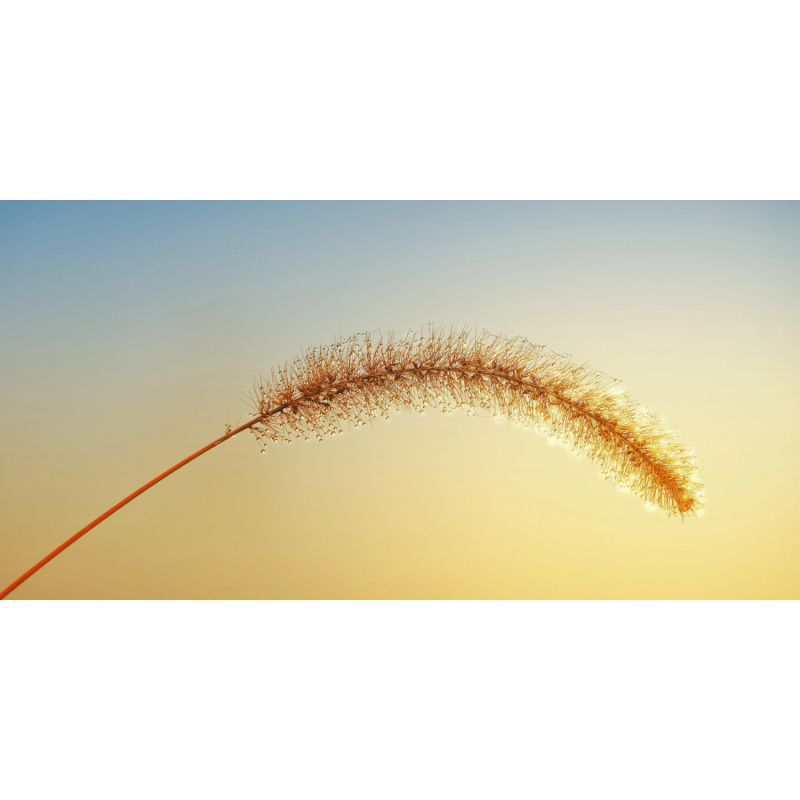 Bondecor Obraz, tištěné plátno Sun 50 x 100 cm