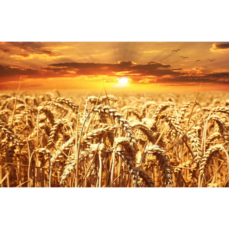 Bondecor Obraz, tištěné plátno Sun 70 x 110 cm