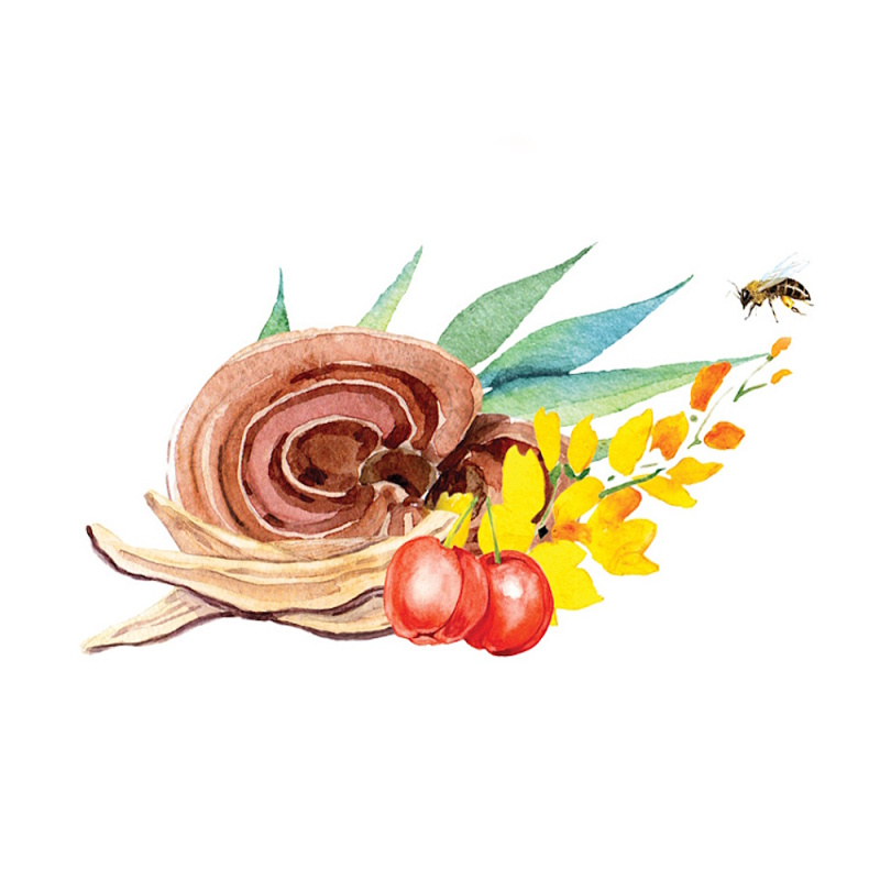 MycoMedica MedoReishi