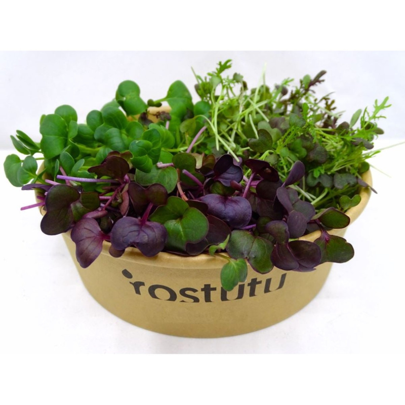Microgreens "Ostrý mix" tří druhů, vanička