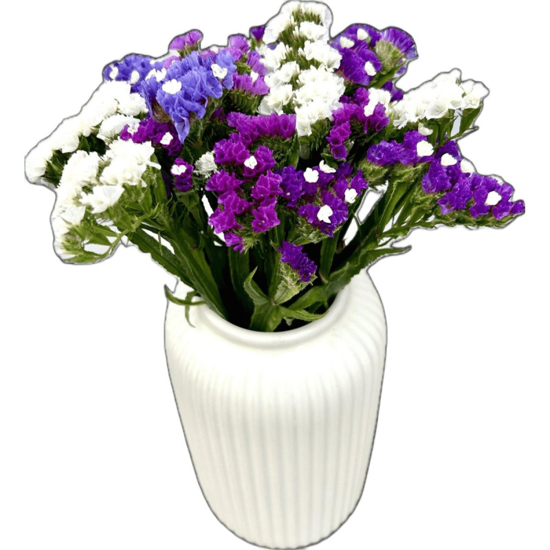 Vitenplant BIO Kytice Statice "Forever Blue"