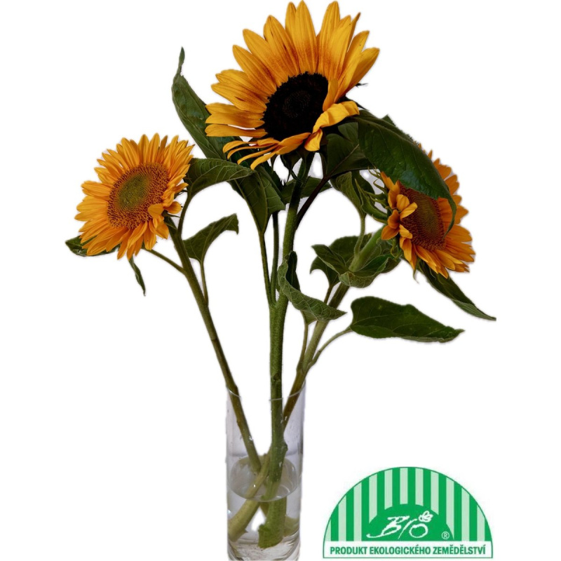 Vitenplant BIO slunečnice "Summer Gold", 3 ks
