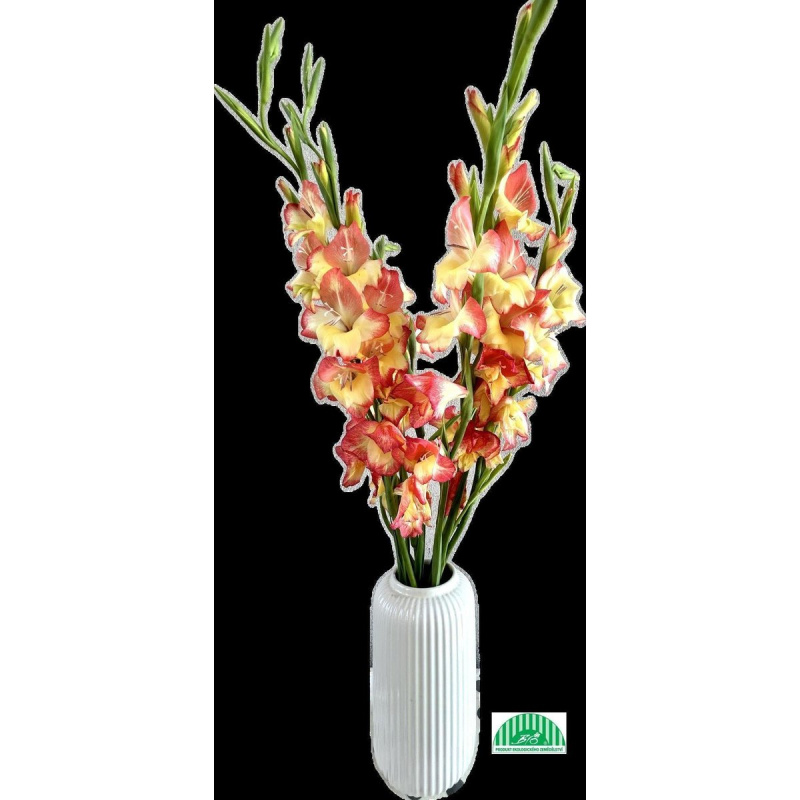 Vitenplant BIO Gladioly "Indian Summer" 3ks