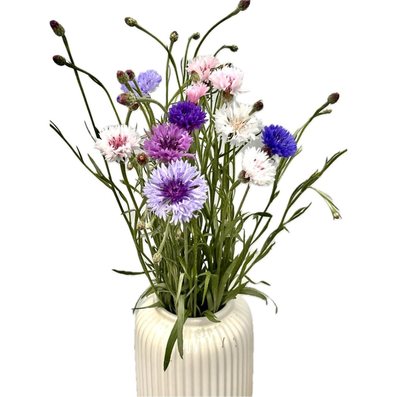 Vitenplant BIO Kytice chrpy Rainbow mix