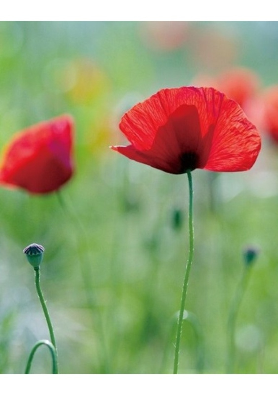 Fotoalbum CONCORDE DM 46200, 200 foto, 10x15 CONCORDE