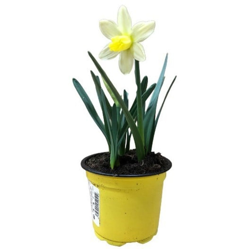 Bílé narcisky "Snow baby" Ø květináče 9 cm