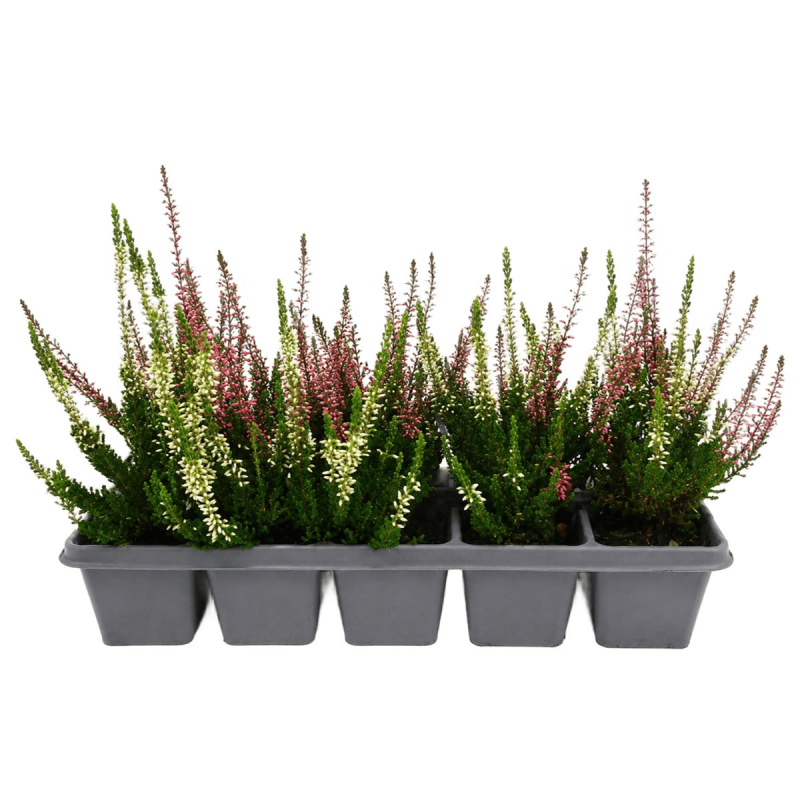 Vřes jednobarevný (Calluna) 10 ks, balení