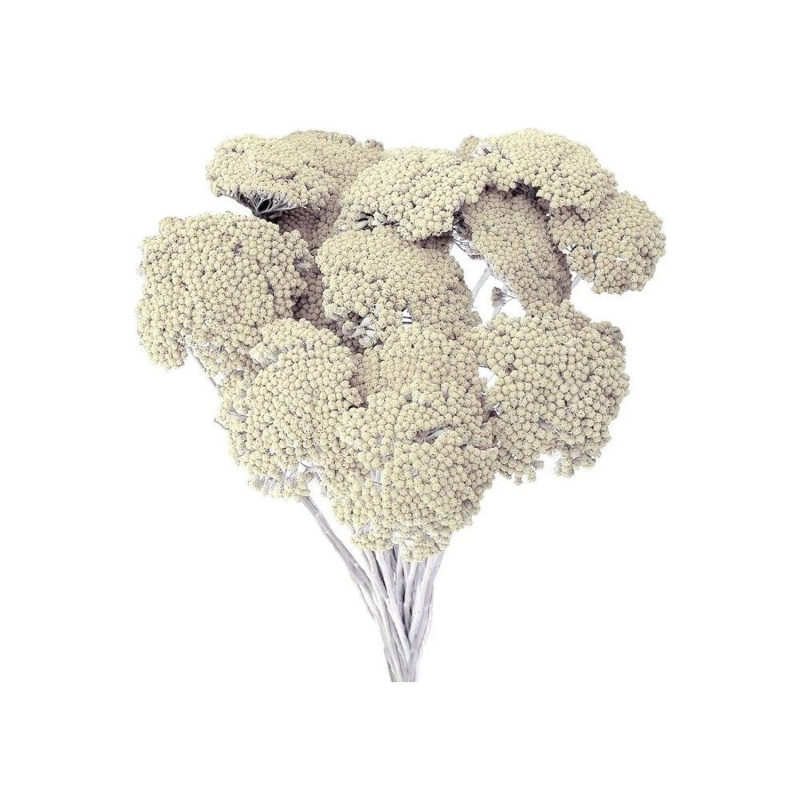 Nohel Garden Sušená dekorace Achilea - řebříček bílý 50 g