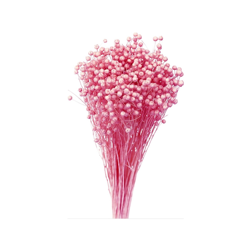 Nohel Garden Sušená dekorace Len tmavě růžový 40 g