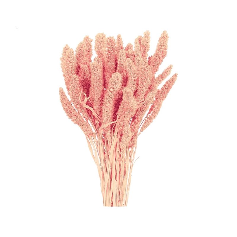 Nohel Garden Sušená dekorace Setaria - bér světle růžový 40 g