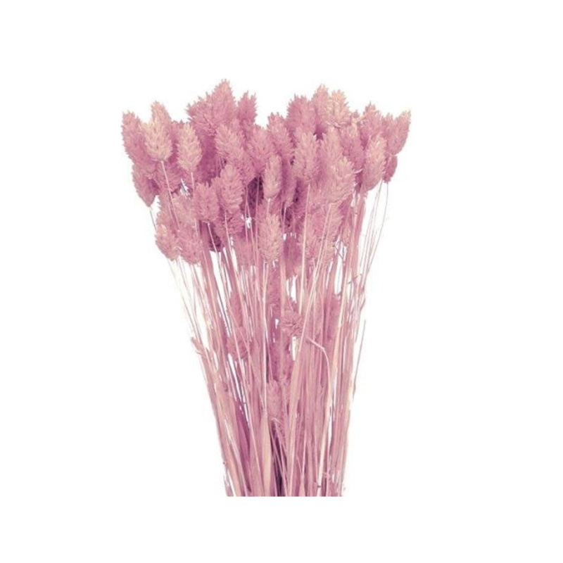 Nohel Garden Sušená dekorace Phalaris - chrastice světle růžová 40 g