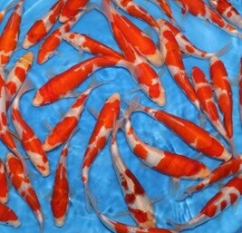 Koi kapr nádrž č. 19 Koi Mix 15-35 cm