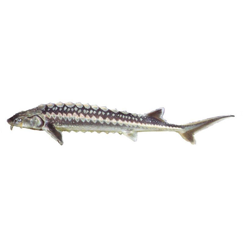 Jeseter ruský 30 cm nádrž č. 29