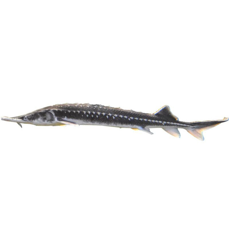 Jeseter hvězdnatý 45-50 cm nádrž č. 30