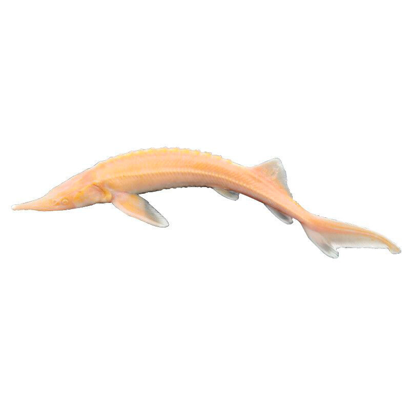 Jeseter malý Albín 40 cm nádrž č. 27