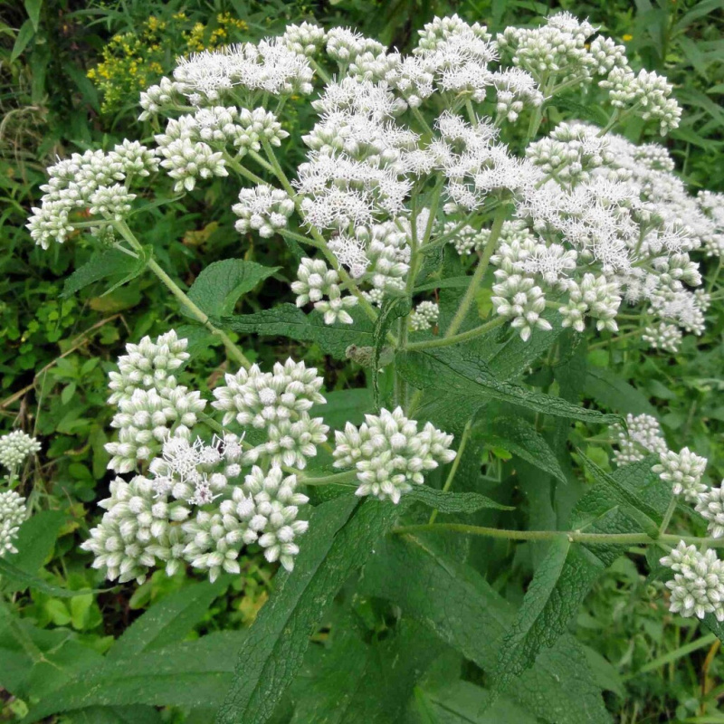 Sadec prorostlý č. 71 - Eupatorium perfoliatum