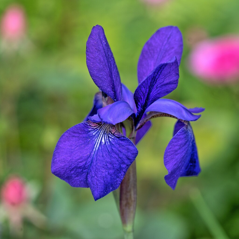 Kosatec č. 145 - Iris versicolor Coulchesteri