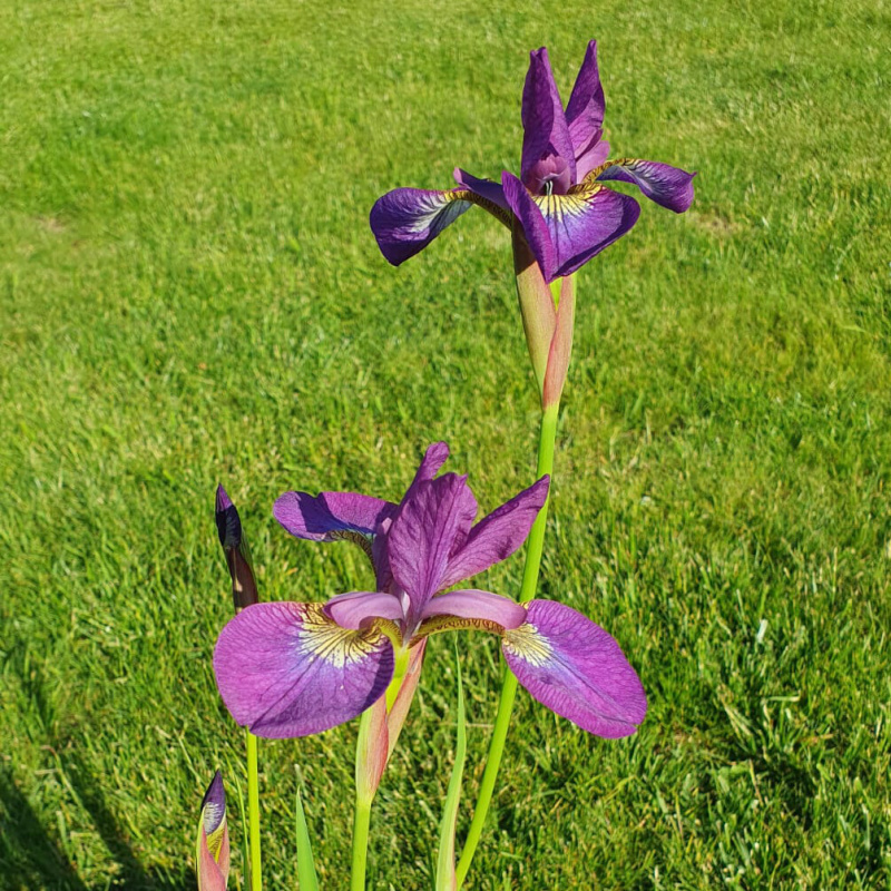 Kosatec modrý č. 72 - Iris louisiana Blue
