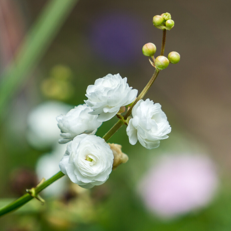 Šípatka střelolistá plnokvětá č. 80 - Sagittaria sagittifolia Flore Pleno
