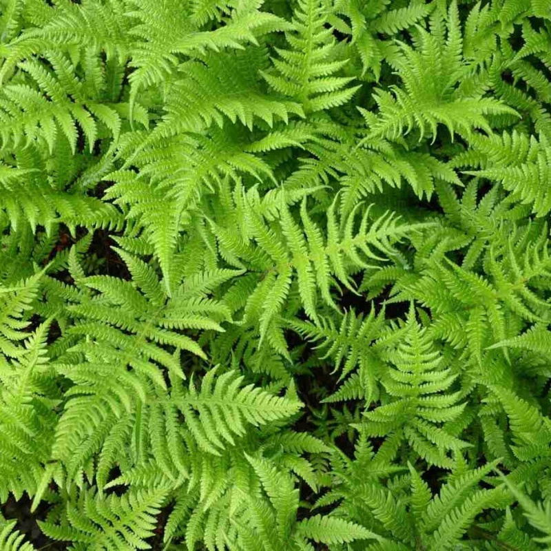 Kapradiník bahenní č. 133 - Thelypteris palustris