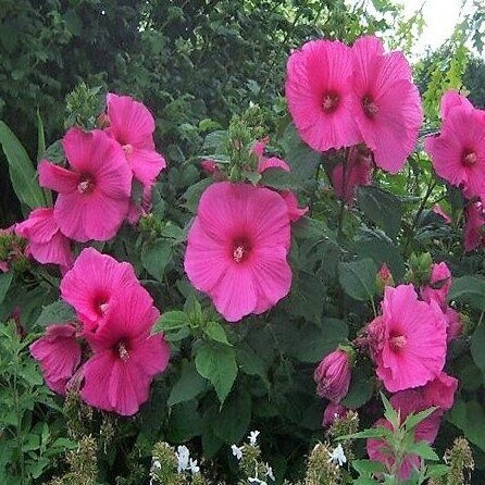 Ibišek bahenní č. 59 - mix barev - Hibiscus palastris
