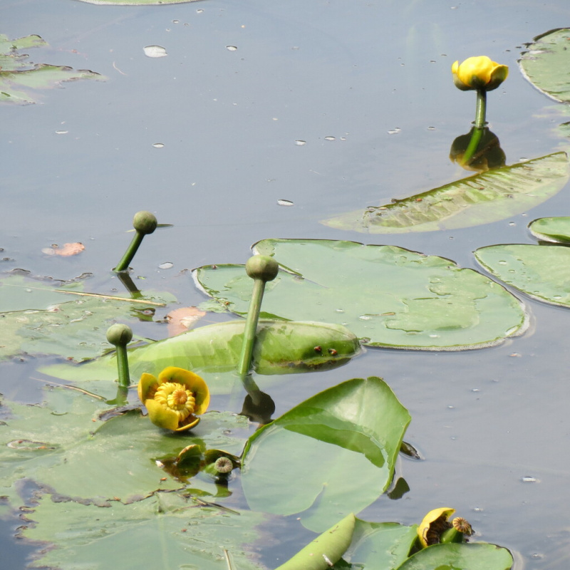 Stulík střední č. 67 - Nuphar Japonica Rubra