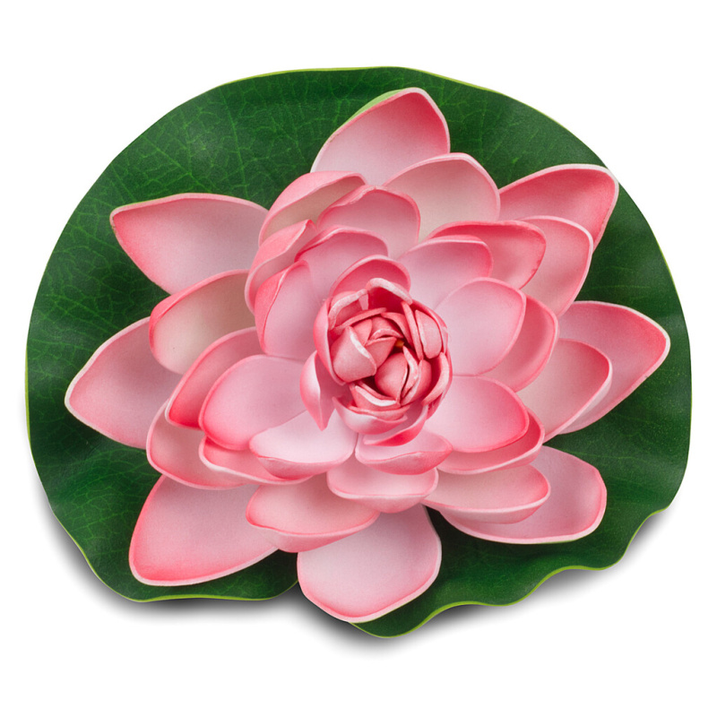 Růžový květ leknínu