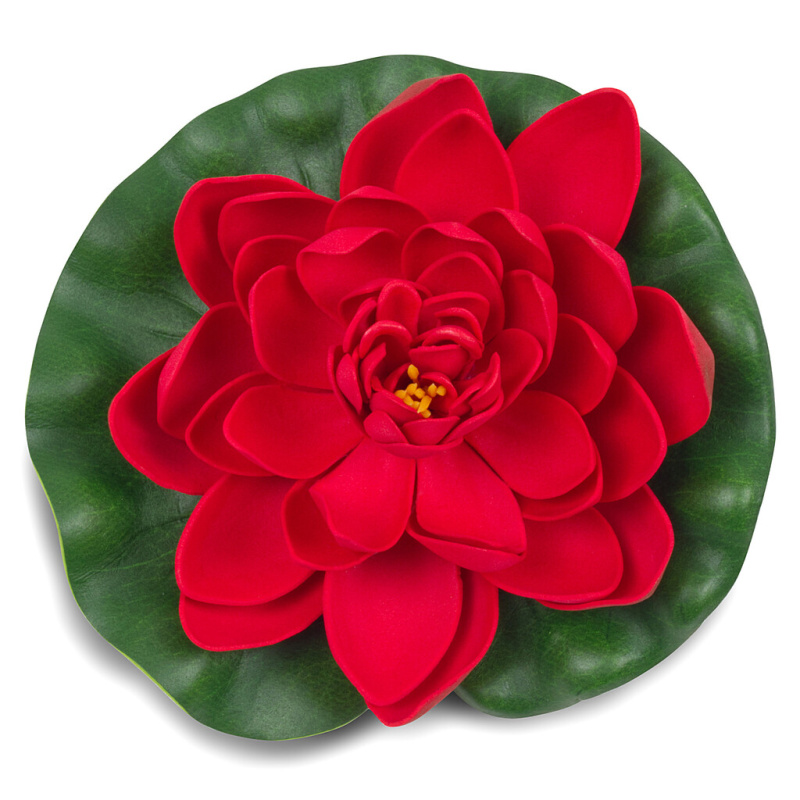 Červený květ leknínu