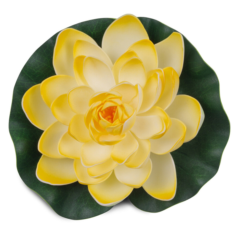 Žluto - bílý květ leknínu