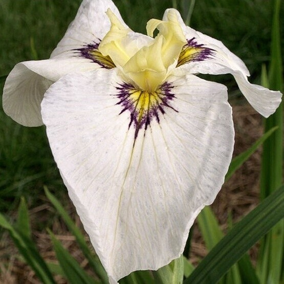 Kosatec č. 107 - Iris pseudata Byakuya No Kuni